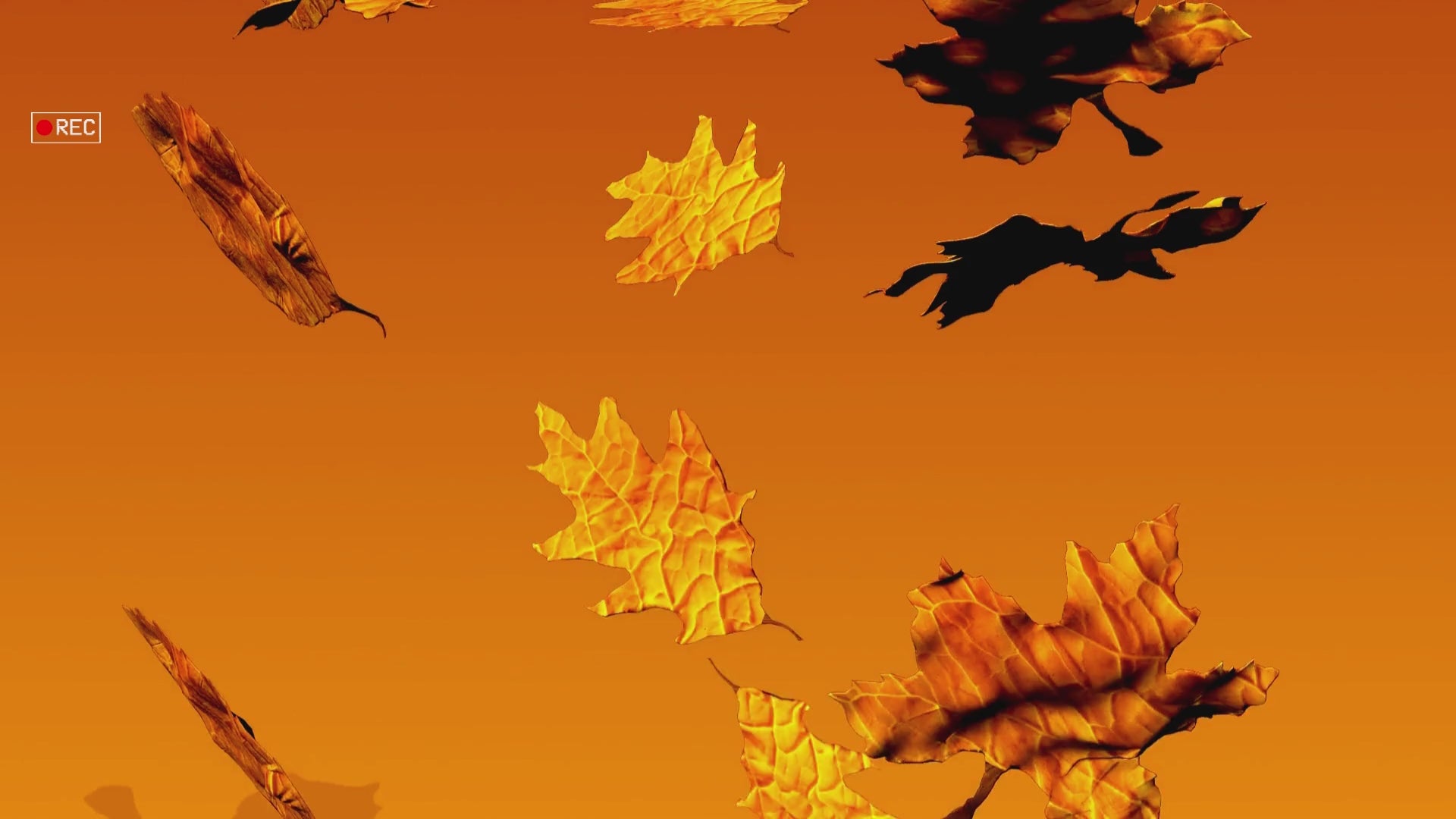 Load video: Fall Collection